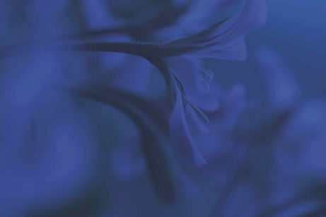 indigo altearah bio